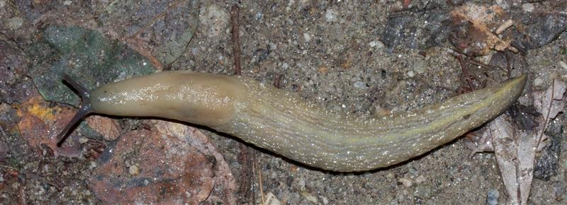 Limax cf strobeli - o L. di testa blu da Pian di Spagna (CO)